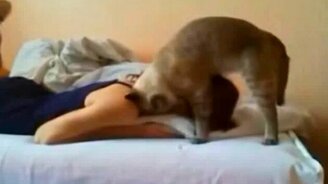 Наглый кот будит девушку - смотреть видео (0:49)