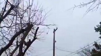 Ниндзя - белка - смотреть видео (0:19)