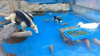 Муравьед-каскадёр - смотреть видео (1:59)