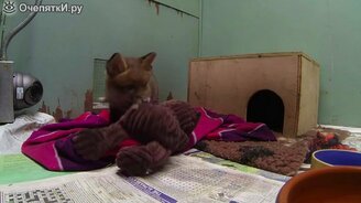 Домашние лисята - смотреть видео (0:47)