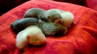 Совсем мелкие хорьки - смотреть видео (0:24)