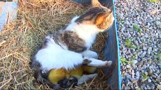 Кошка кормит утят - смотреть видео (2:11)