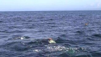 Побег дельфинов от касаток - смотреть видео (5:05)