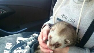 Хорёк пританцовывает - смотреть видео (0:27)