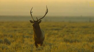 Крик оленя валити - смотреть видео (1:02)
