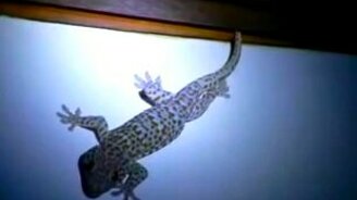 Как геккон разговаривает - смотреть видео (0:20)