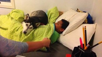 Хаски не даёт будить подростка - смотреть видео (1:07)