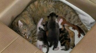 Кошка приютила бельчат - смотреть видео (0:38)