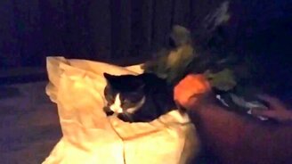 Кошка  в бане - смотреть видео (1:10)