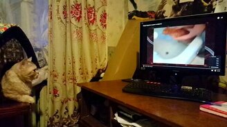 Кошка переживает за кота - смотреть видео (0:42)