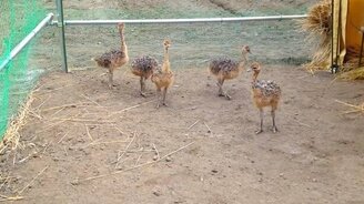 Страусята на тренировке - смотреть видео (0:56)