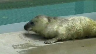 Новорожденный тюлень - смотреть видео (0:39)