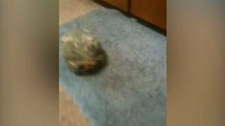 Это точно черепаха? - смотреть видео (0:10)