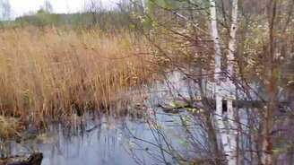 Спасение косули страйболистами - смотреть видео (3:45)