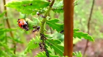 Муравьи против божьей коровки - смотреть видео (2:44)