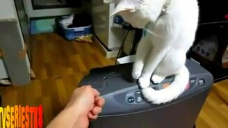 Кот противостоит хозяину - смотреть видео (0:45)