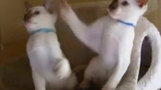 Смешные домашние кошки - смотреть видео (1:44)