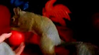 Шустрая белочка - смотреть видео (1:04)