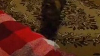 Кот приносит ключи - смотреть видео (0:27)