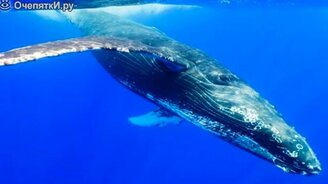 Если человека проглотит кит... - смотреть видео (2:19)