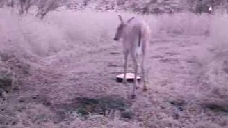 Это моя еда! - смотреть видео (0:43)