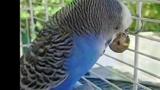 Стеснительный попугай - смотреть видео (2:03)