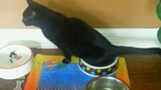 Коты чудят и проказничают - смотреть видео (1:36)