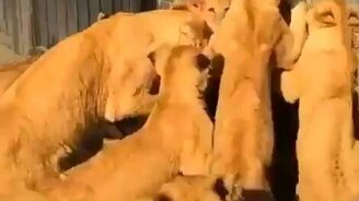 Львята напали на человека - смотреть видео (0:15)