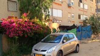 Самый настоящий козёл - смотреть видео (0:45)