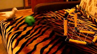 Попугай футболист - смотреть видео (1:53)