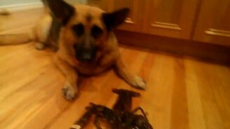 Собак защищает лобстера от ужина - смотреть видео (2:30)