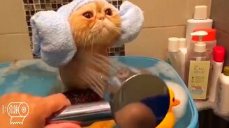 Питомцы-чистюли - смотреть видео (1:00)