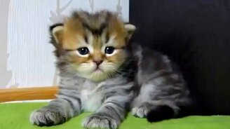 Икающий комочек - смотреть видео (0:30)