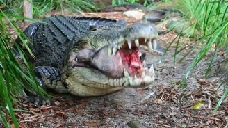 Крокодил ест свиную голову - смотреть видео (0:18)