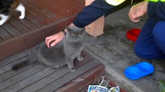 Дымчатый симпатяга - смотреть видео (0:44)