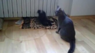 Капоэйра кошки и котёнка - смотреть видео (1:27)