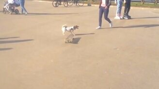 Собака учится катанию на скейте - смотреть видео (0:52)