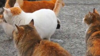Кошачий рай или ад? - смотреть видео (5:47)