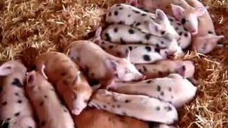 Симпатичные похрюшата - смотреть видео (0:36)