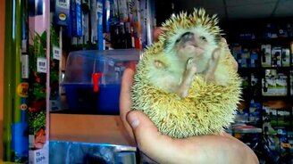 Ёжик на руках - смотреть видео (0:53)