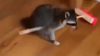Енот подметает пол - смотреть видео (0:14)