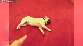 Игра с питомцами в трупа - смотреть видео (2:54)