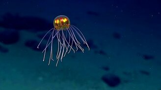 Обнаружена новая медуза - смотреть видео (0:43)