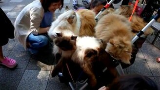 Мохнатики на выгуле - смотреть видео (0:50)