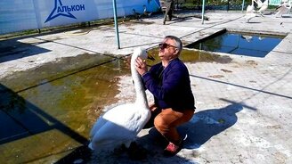 Лебедь жалуется директору - смотреть видео (2:21)