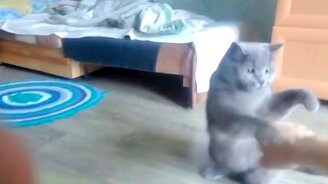 Кот боксирует с хозяином - смотреть видео (0:57)