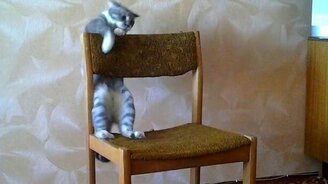 Кот акробат на стуле - смотреть видео (0:35)