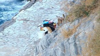 Кот и нерадивые рыбаки - смотреть видео (2:24)