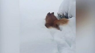 Выпустите меня под лавину! - смотреть видео (0:32)