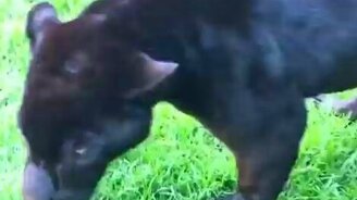 Типичное кошачье поведение при неудаче - смотреть видео (0:28)